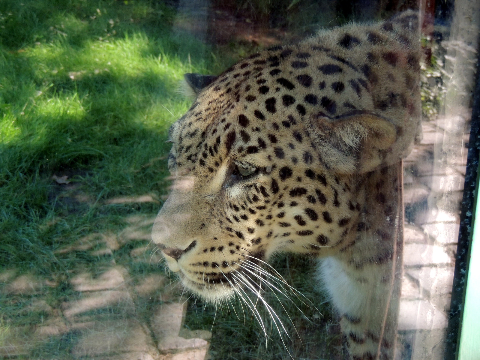 2016-08-12 020a Fehér leopárd üvegen át