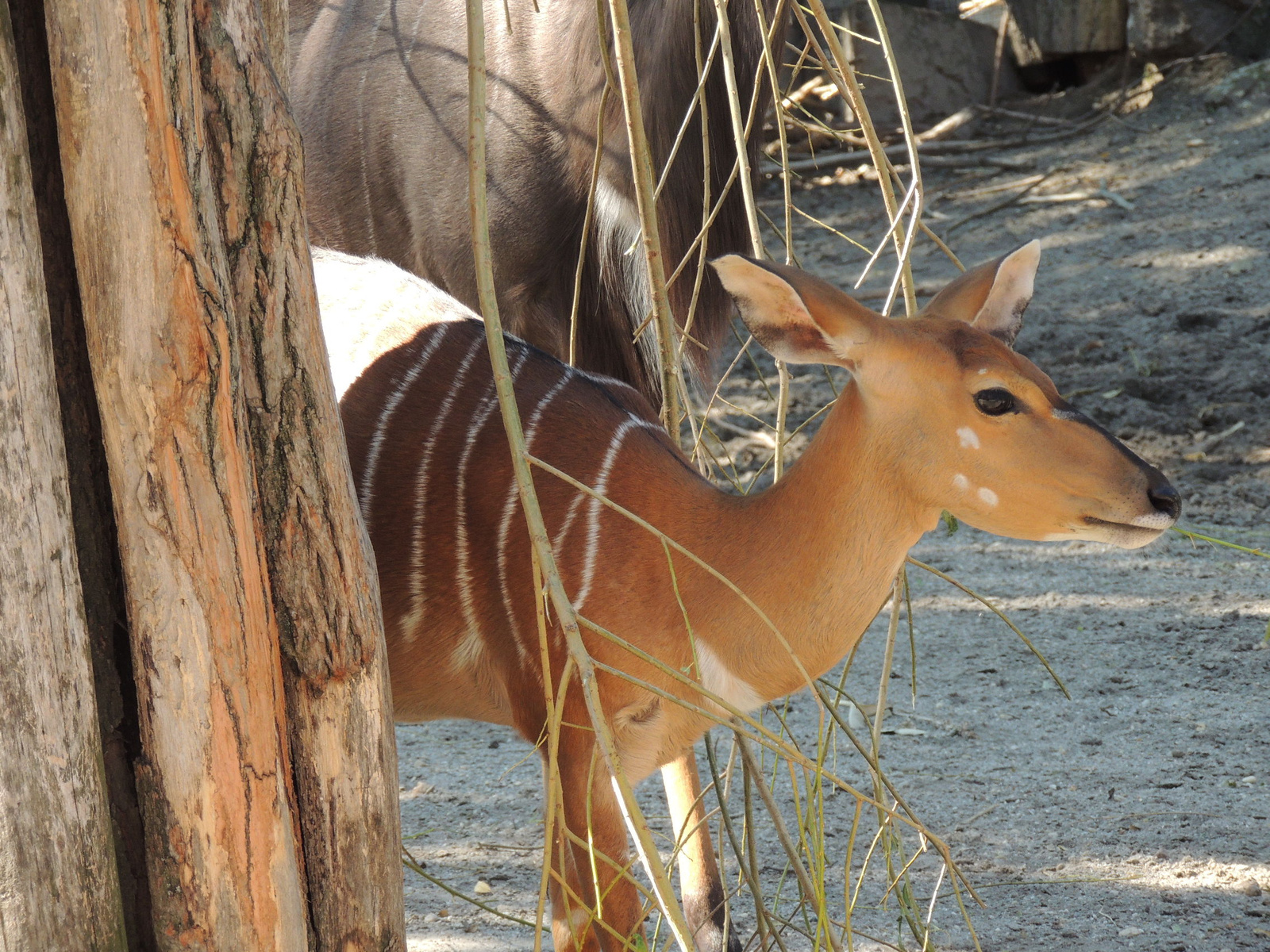 2016-08-12 001 046 Nyala