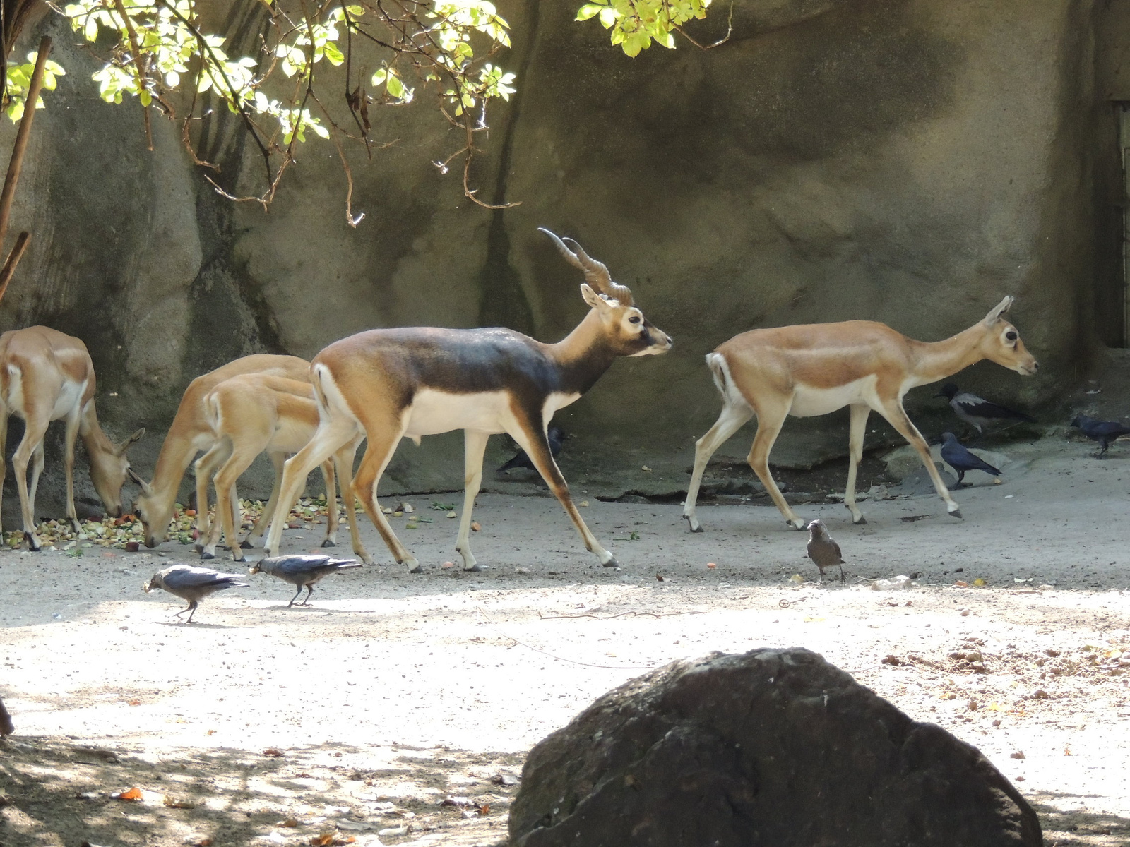 2016-09-09 001 093 Indiai antilop