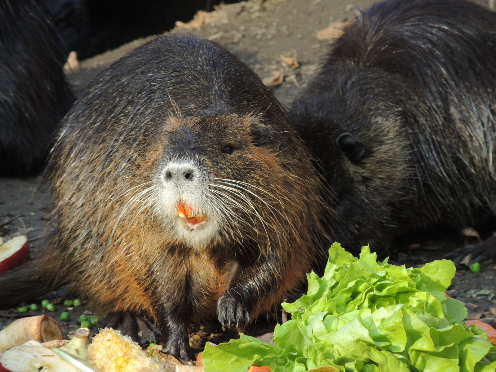 2016-11-21 064 Nutria