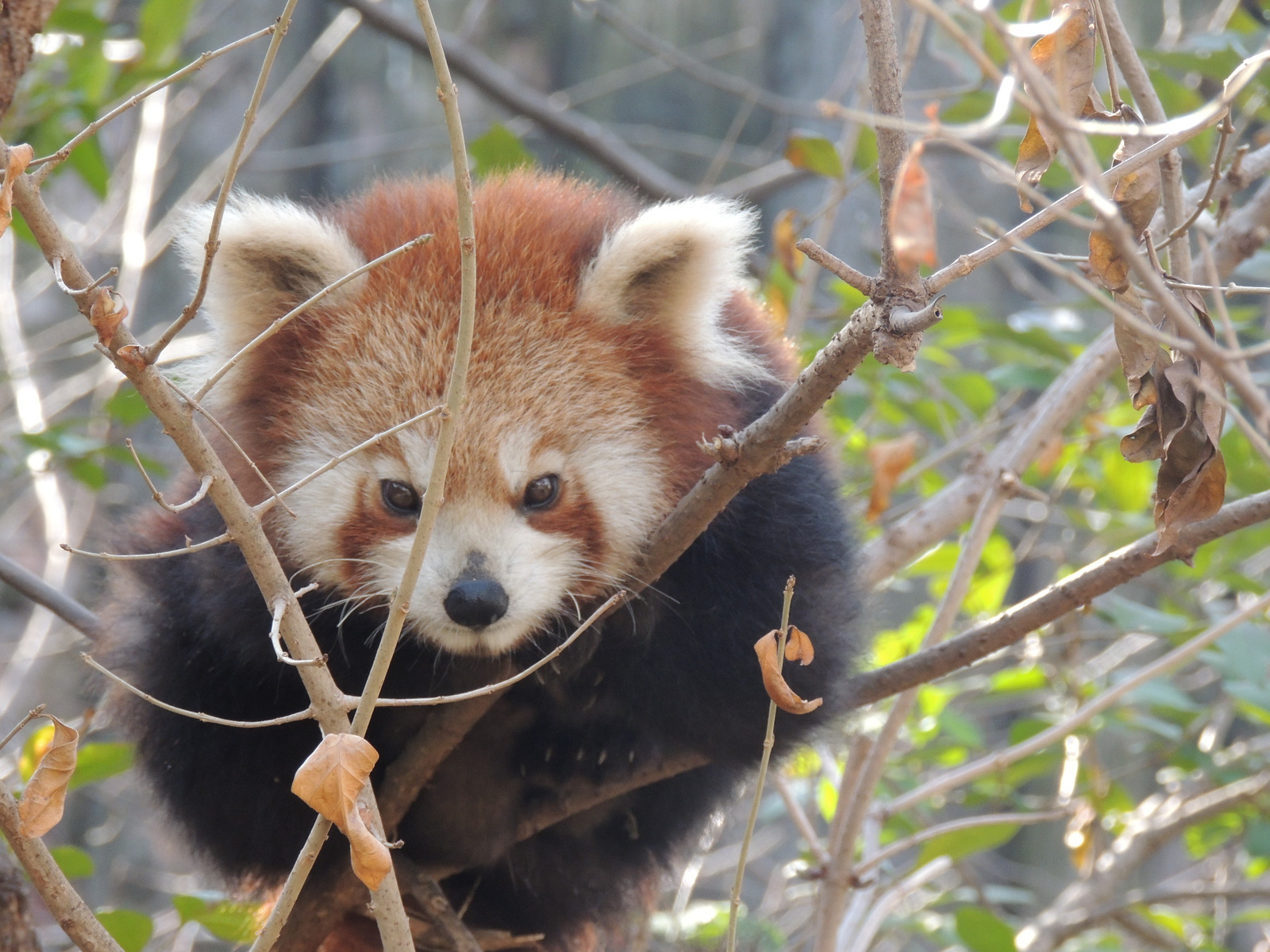 2017-02-27 001 198 Kölyökpanda