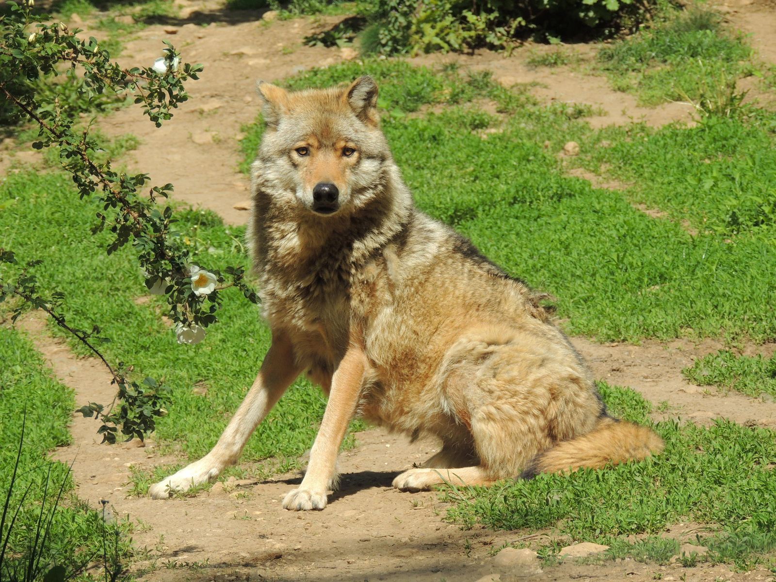 2017-05-11 001 128 Szürkefarkas