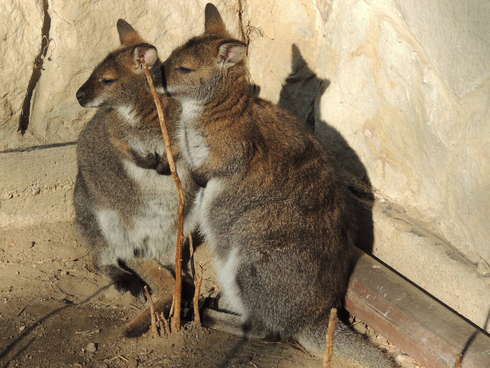 2019-02-06 015 Benett kenguru