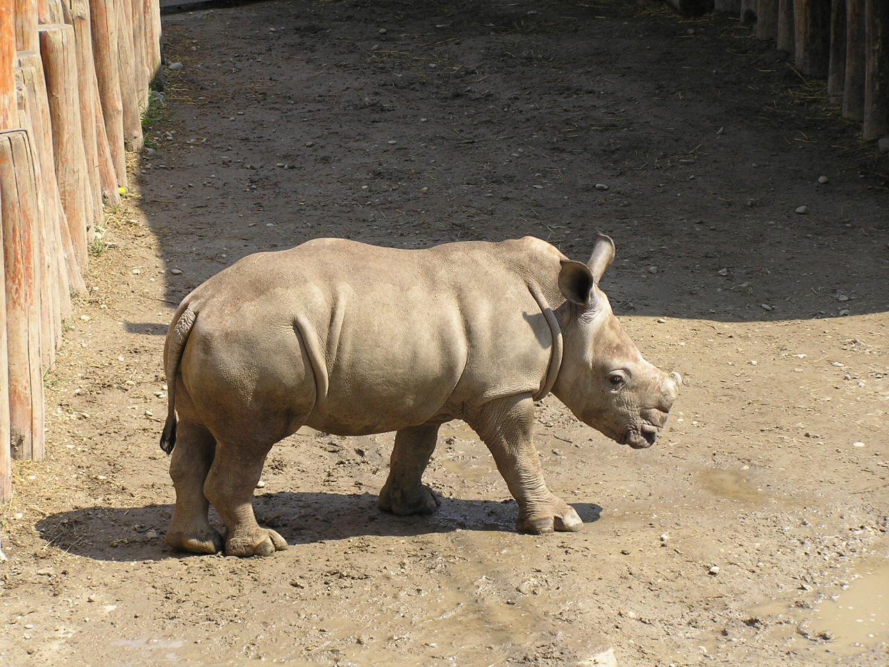 063 Kis rinocérosz Layla