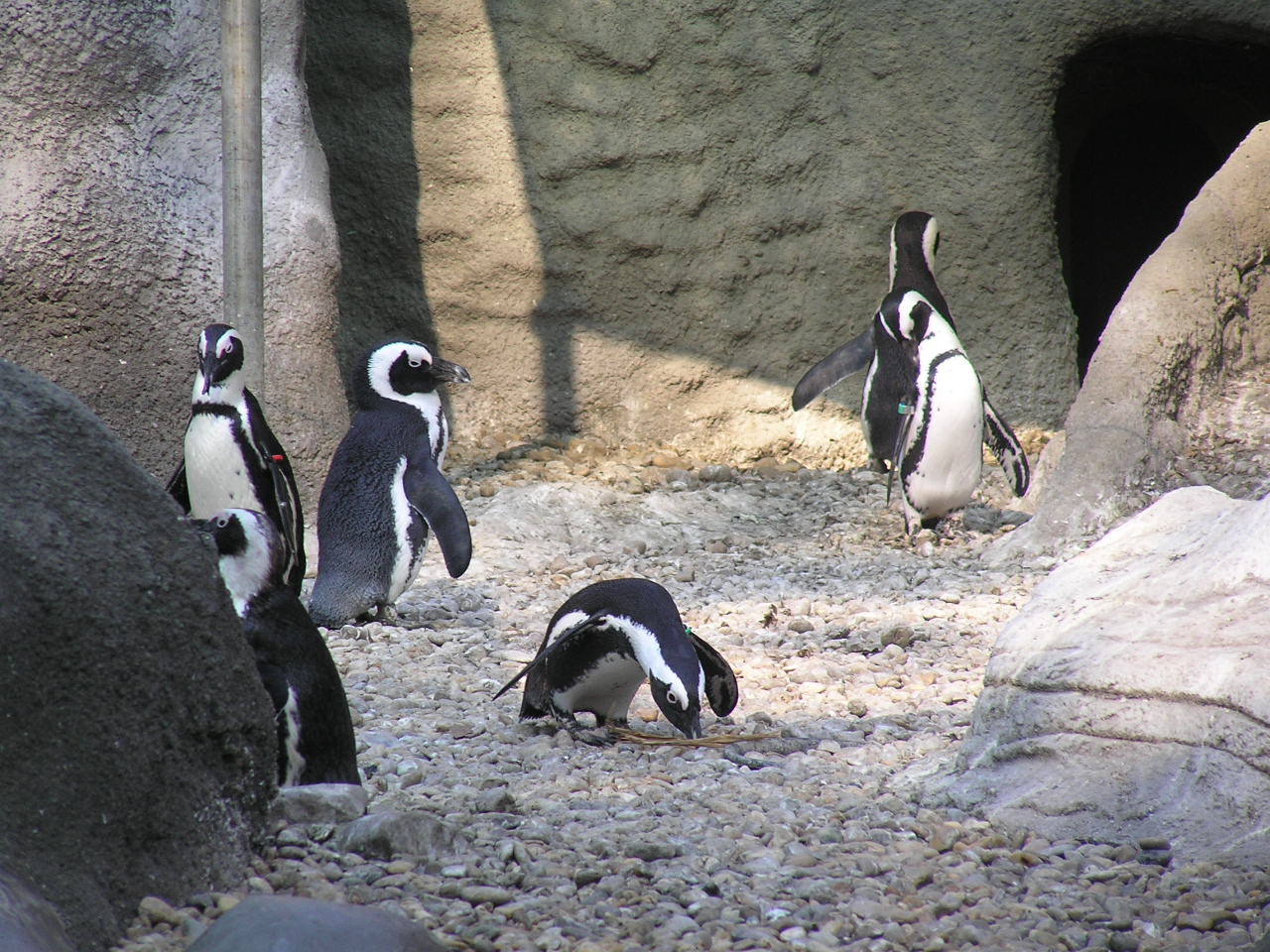 005 Pingvinek