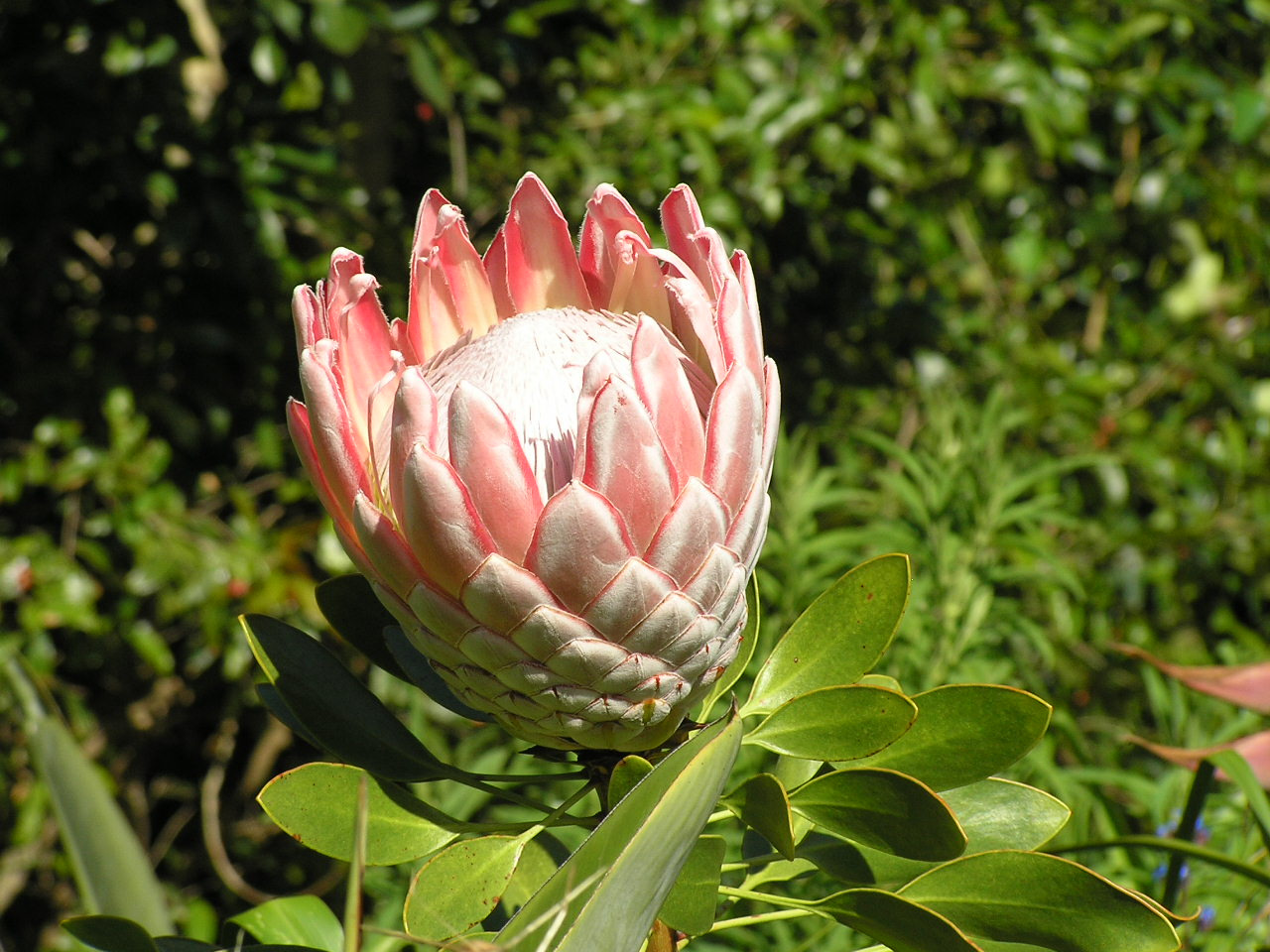 139 Királyi protea