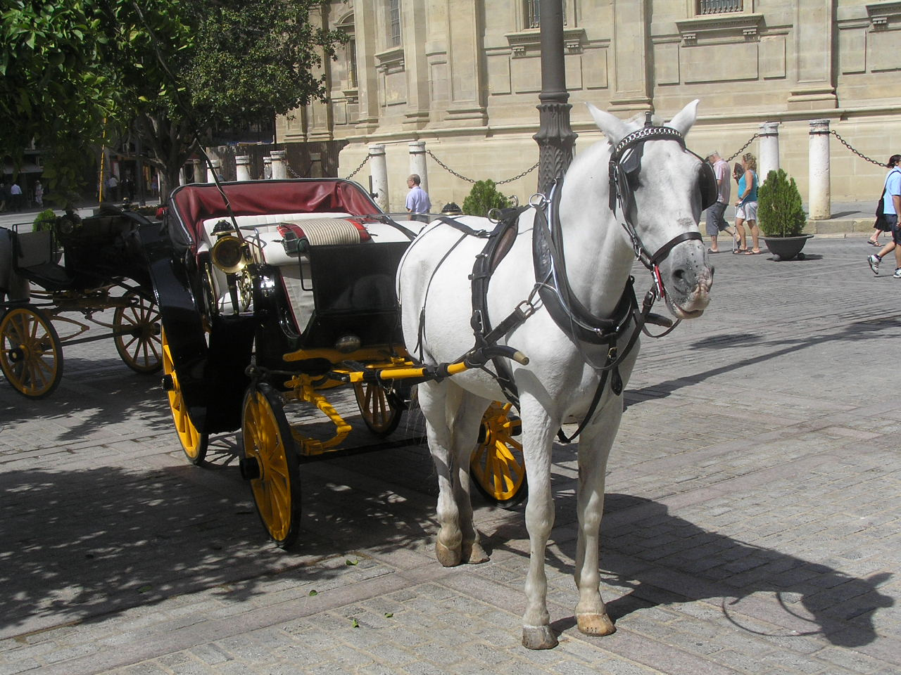 0339 Sevilla dóm mellett