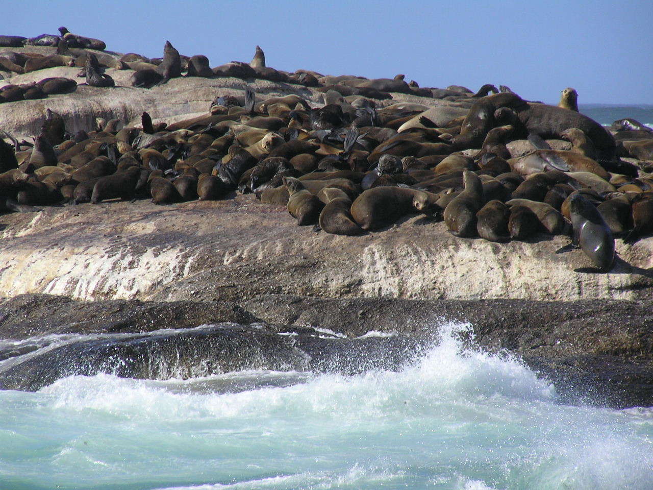 172 Hout Bay Fókák