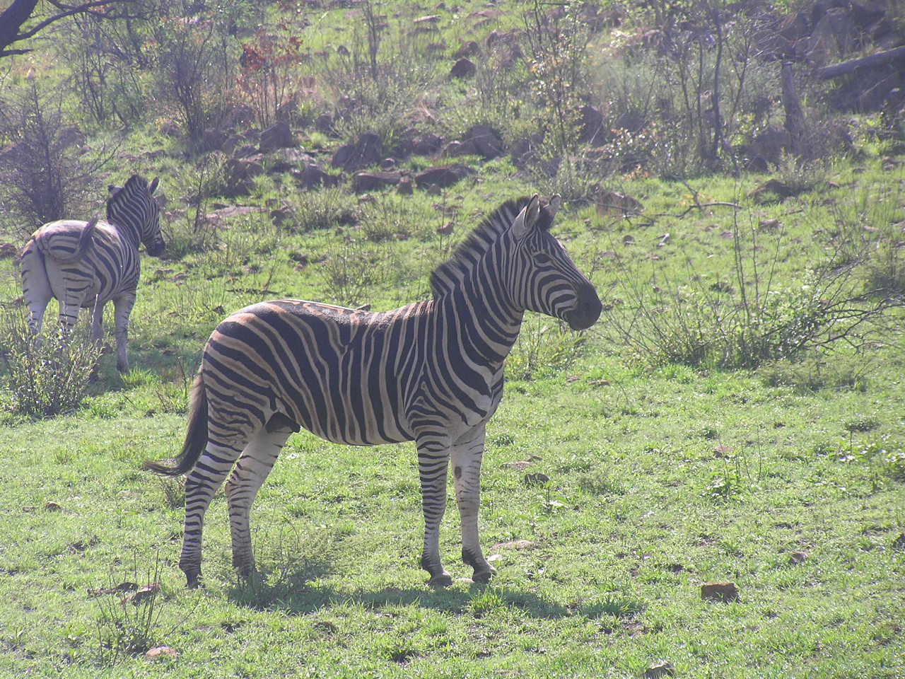 636 Pilanesberg zebra