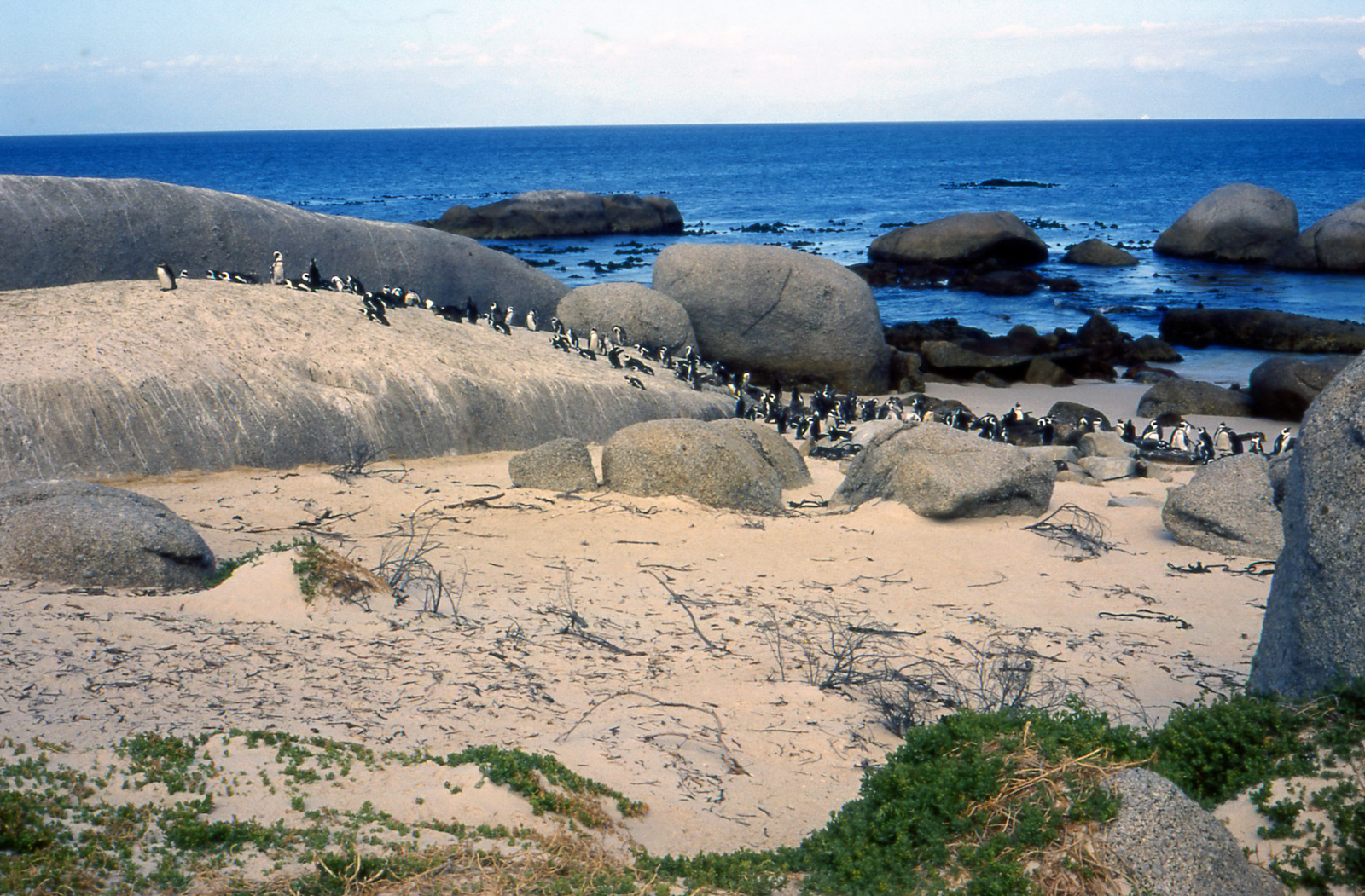 072 Simons Town pingvinkolónia