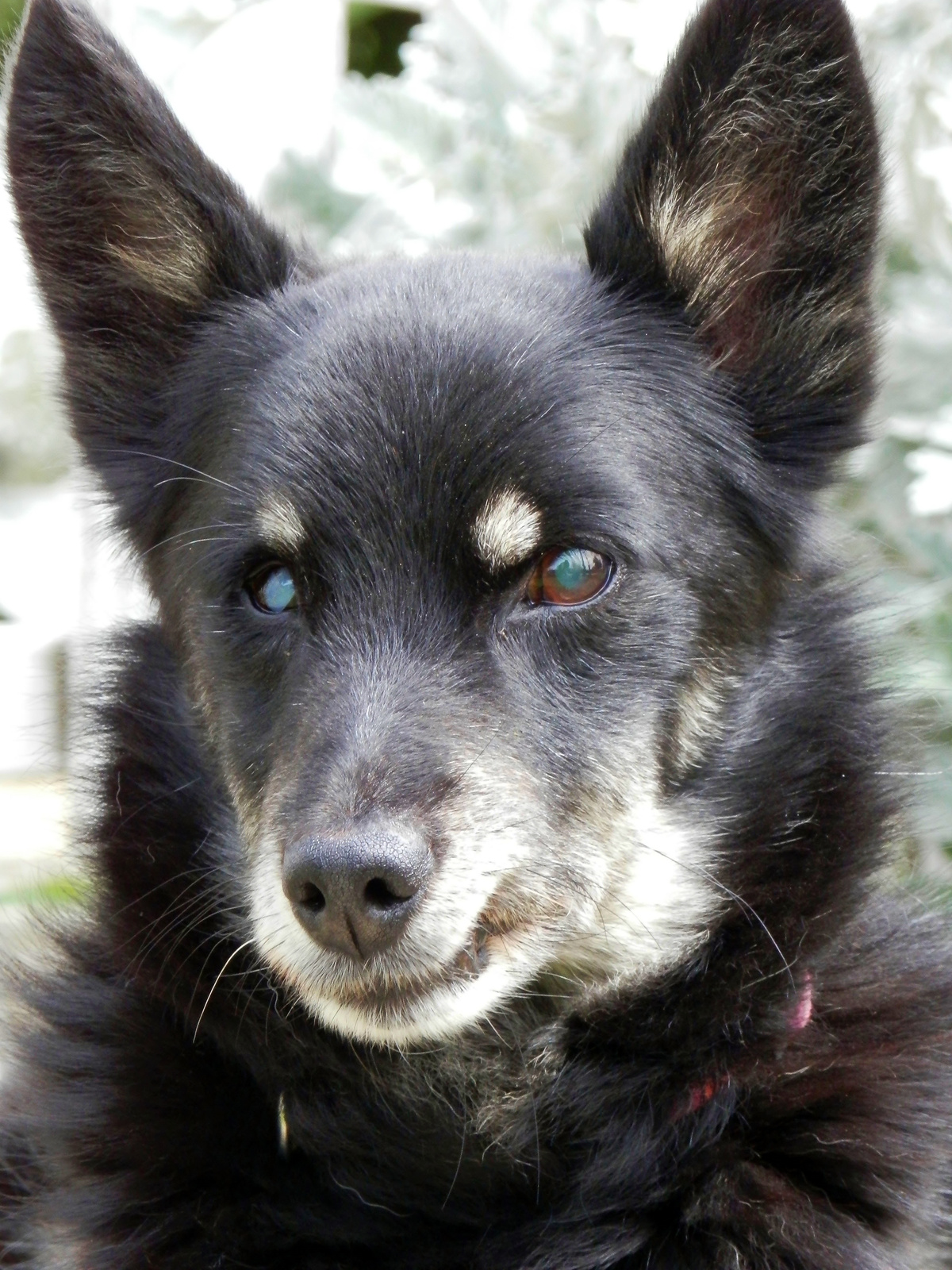Kicsi, vaksi Zorci kutya már 17 éves :))