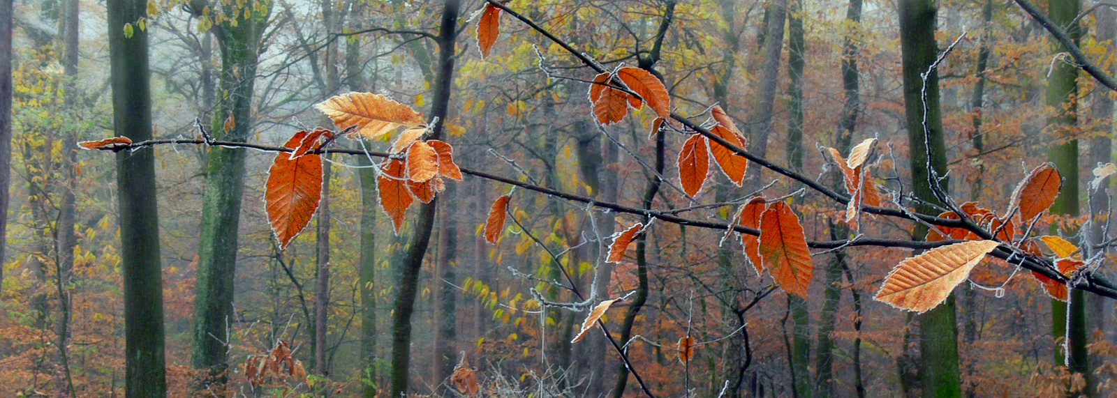 Lővér - őszi levelek