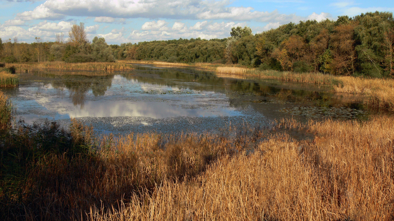 Kisbalaton láp