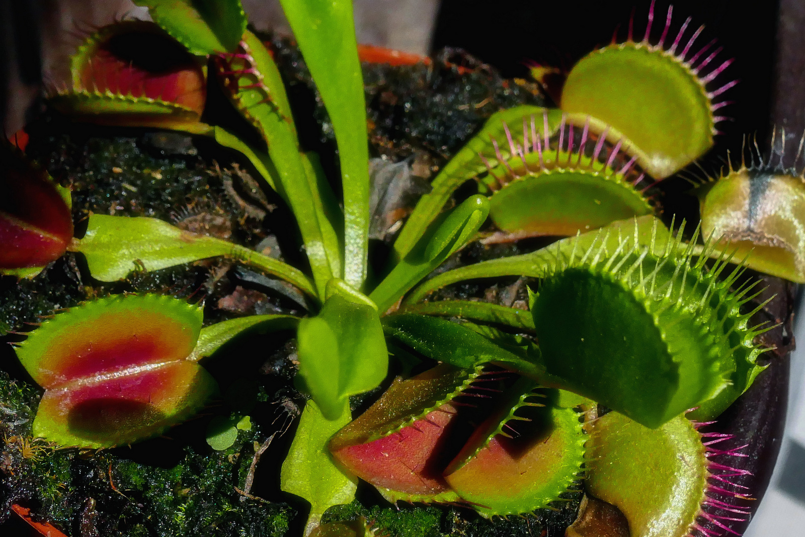 Vénusz légycsapója - Dionaea muscipula
