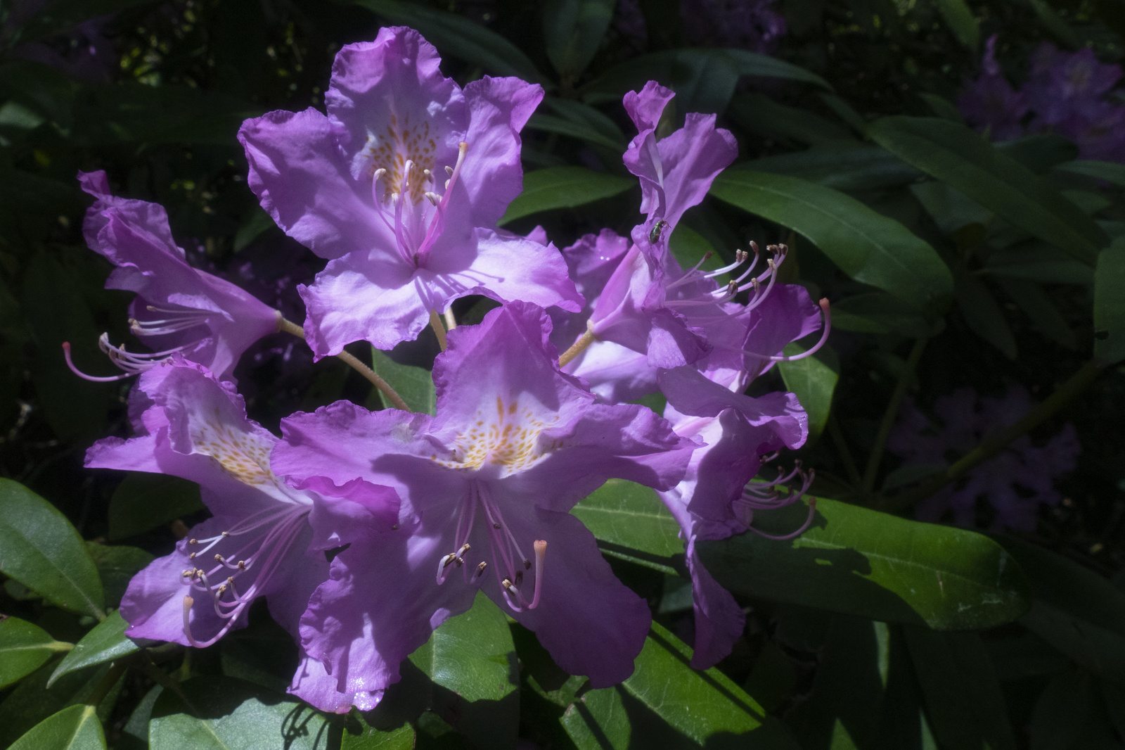 Jeli arborétum - Rhododendron simsii Planch