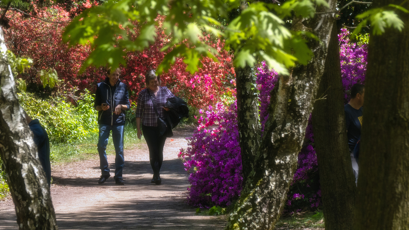 Jeli arborétum - Rhododendron sétaút