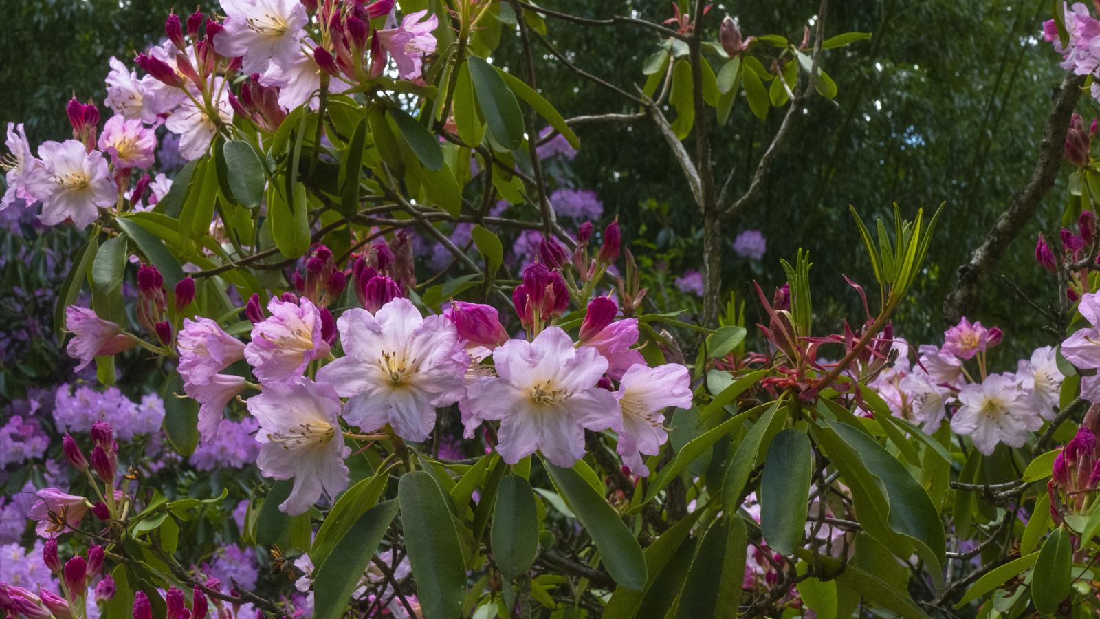 Jeli arborétum - rhododendron dandy man color wheel
