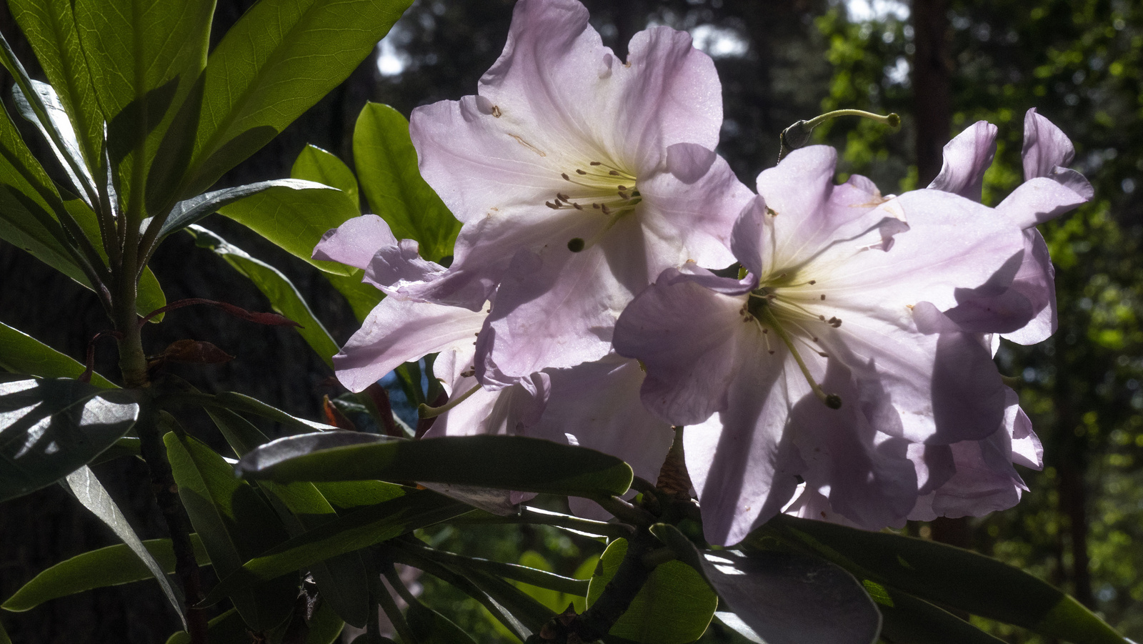 Jeli arborétum - Southern Living Southgate Rhododendron