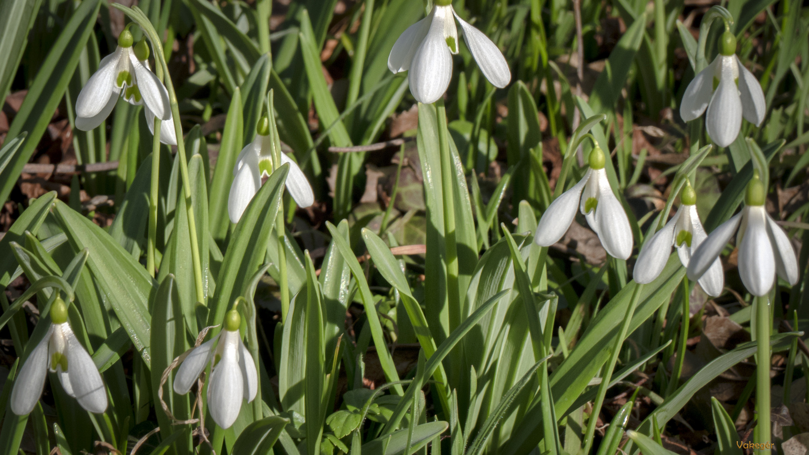 Alcsúti arborétum - Galanthus elwesii - Pompás hóvirág