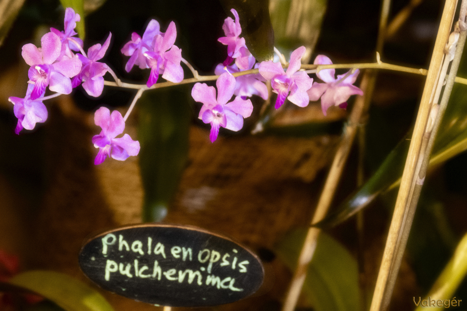 Orchidea kiállítás - Phalaenopsis pulcherrima