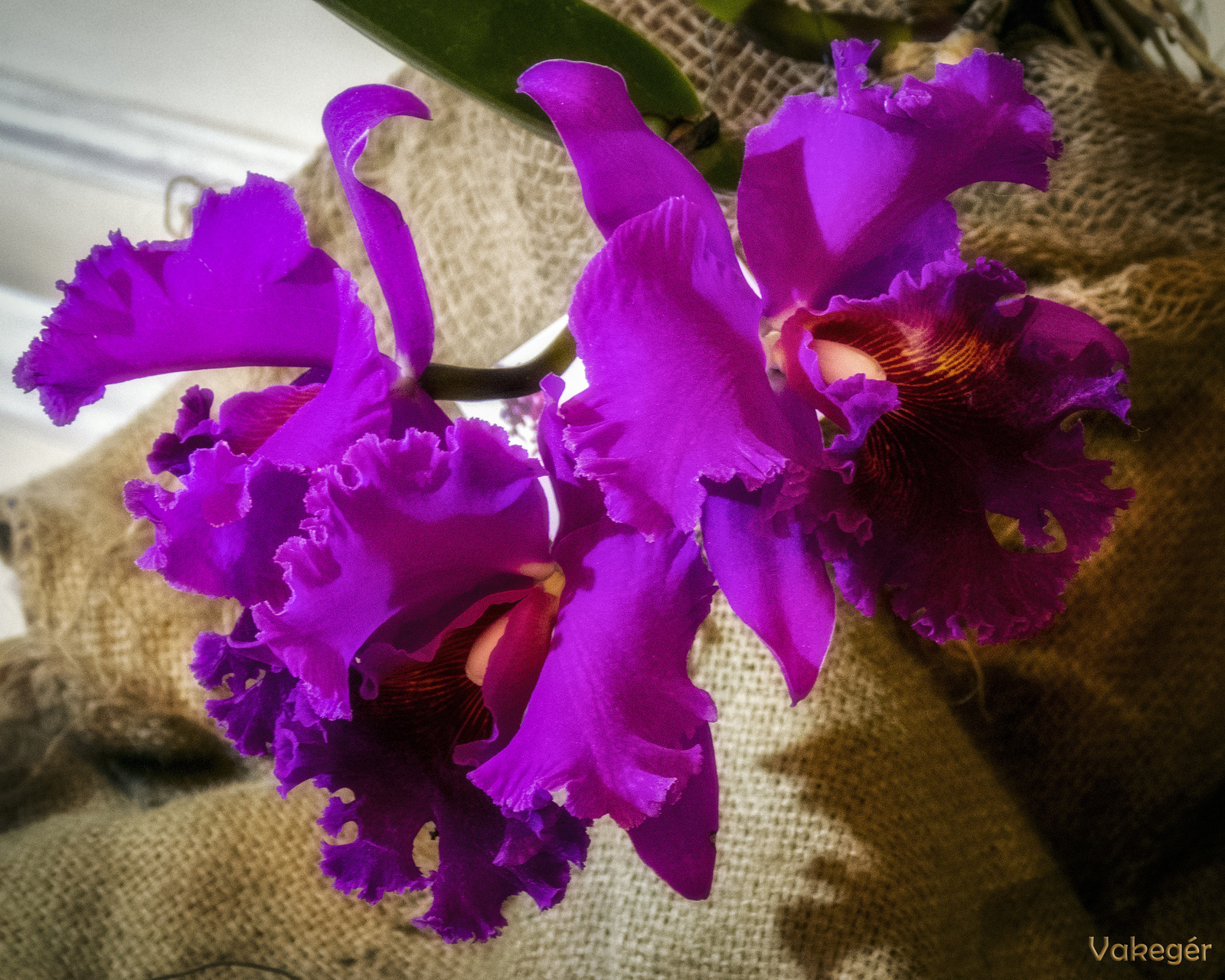 Orchidea - Crimson Cattleya labiata - rubinajkú cattleya