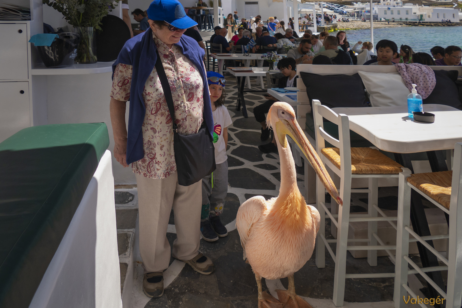 Mykonos - pelikán a kis Velencében