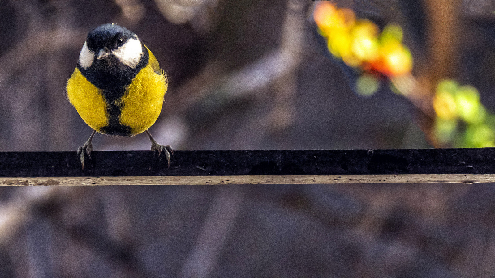 Angry Bird