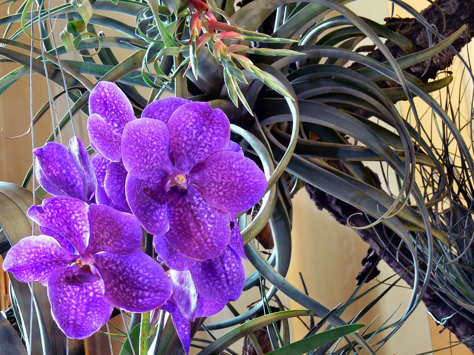 Vanda coerulescens Grift.