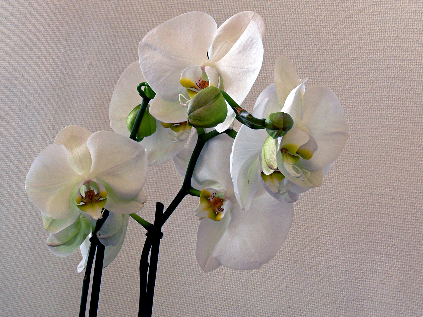 orchidea (phalaenopsis amabilis)