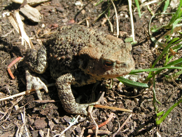 Barna varangy (Bufo bufo)