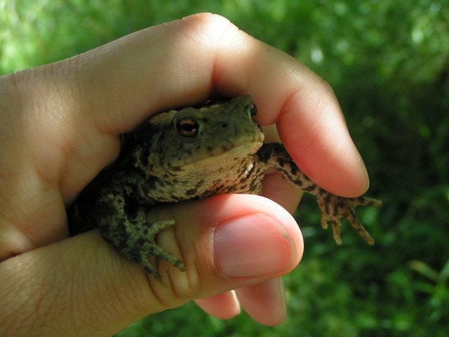 Barna varangy (Bufo bufo)