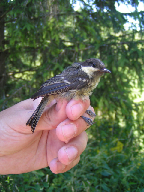 Fenyvescinege (Parus ater) fiatal