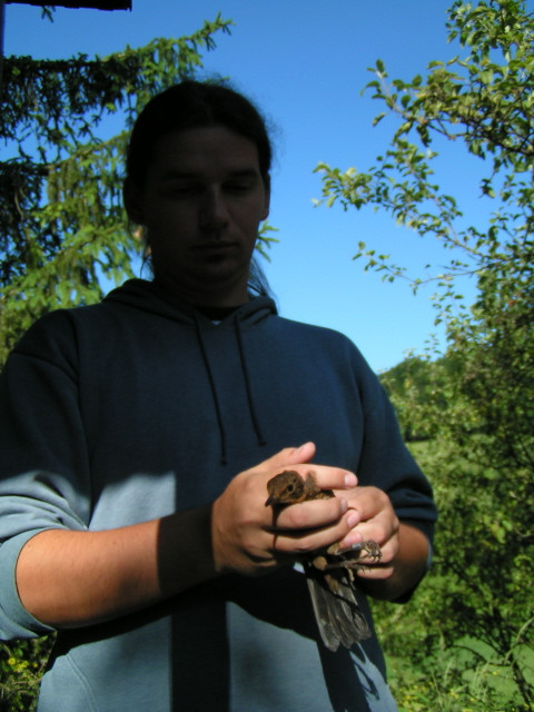 A Sötét Nagyúr elkapta a feketerigót (Turdus merula)