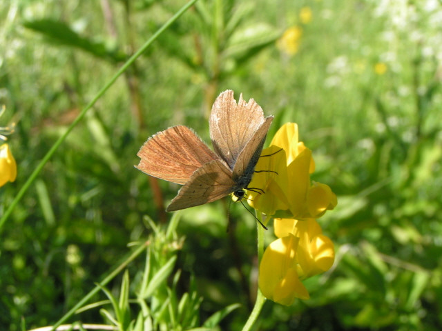 Közönséges ökörszemlepke (Aphantopus hyperantus)