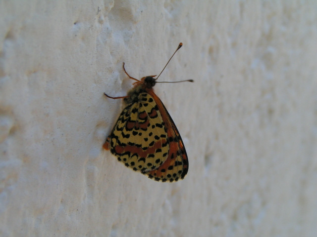 Tüzes tarkalepke (Melitaea didyma)