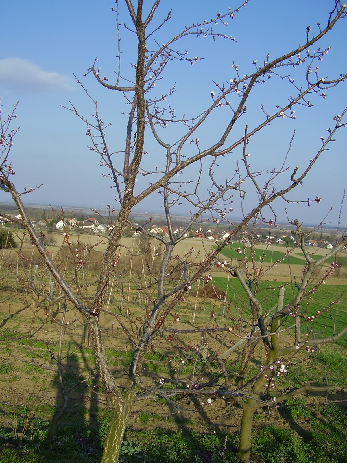 ceglédi bíbor