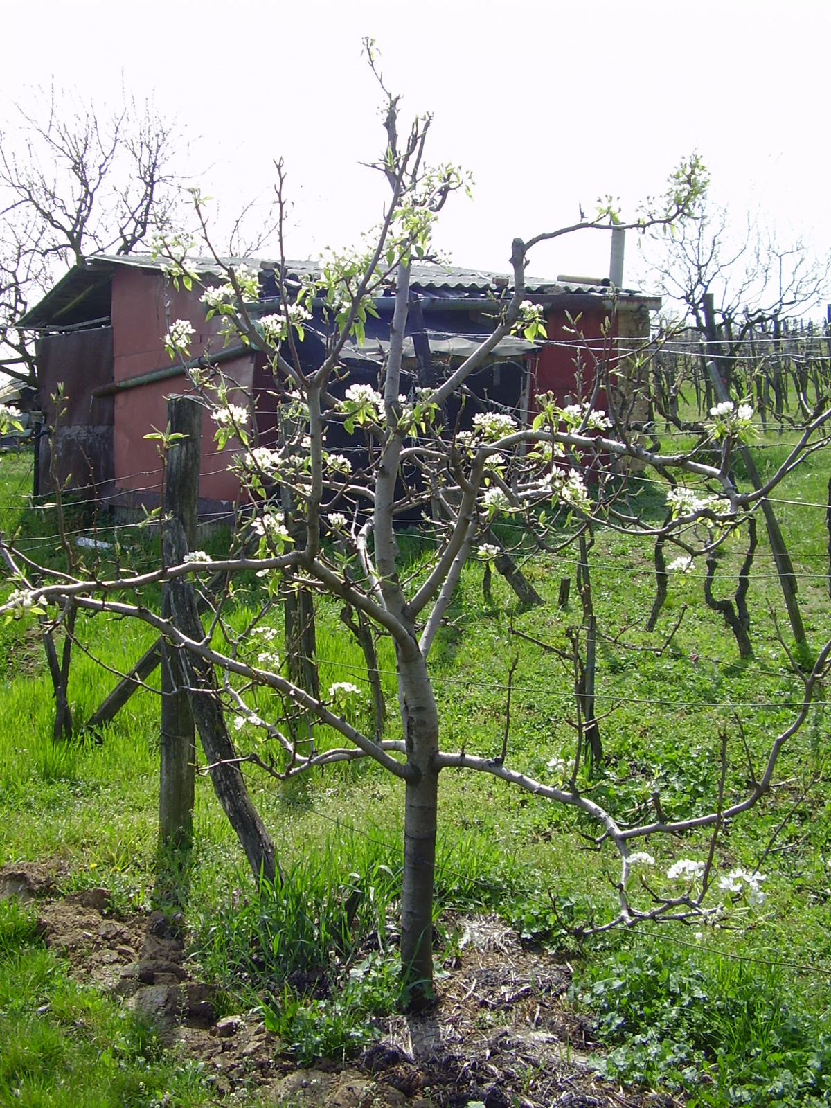 Bosc vadkörtén