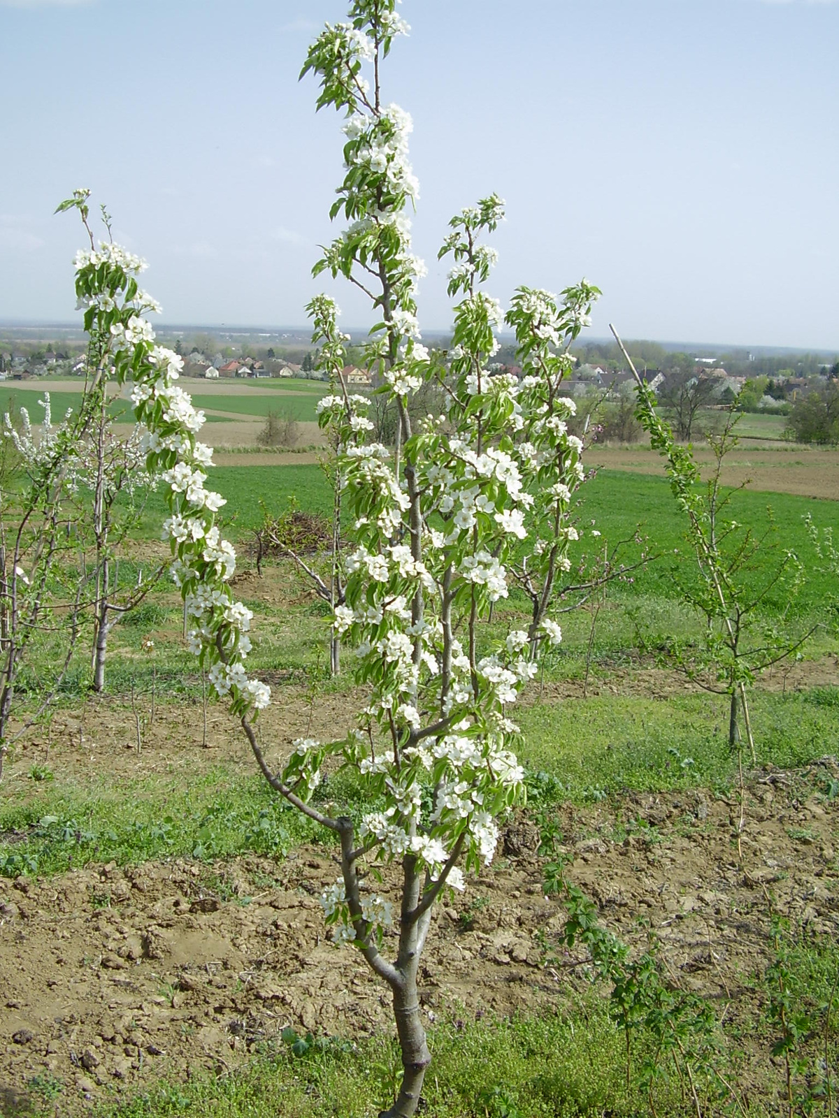 gyerek Concorde