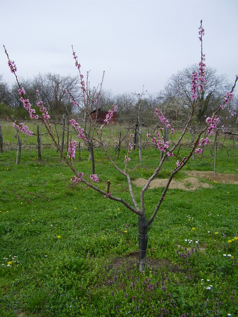 Spring Lady