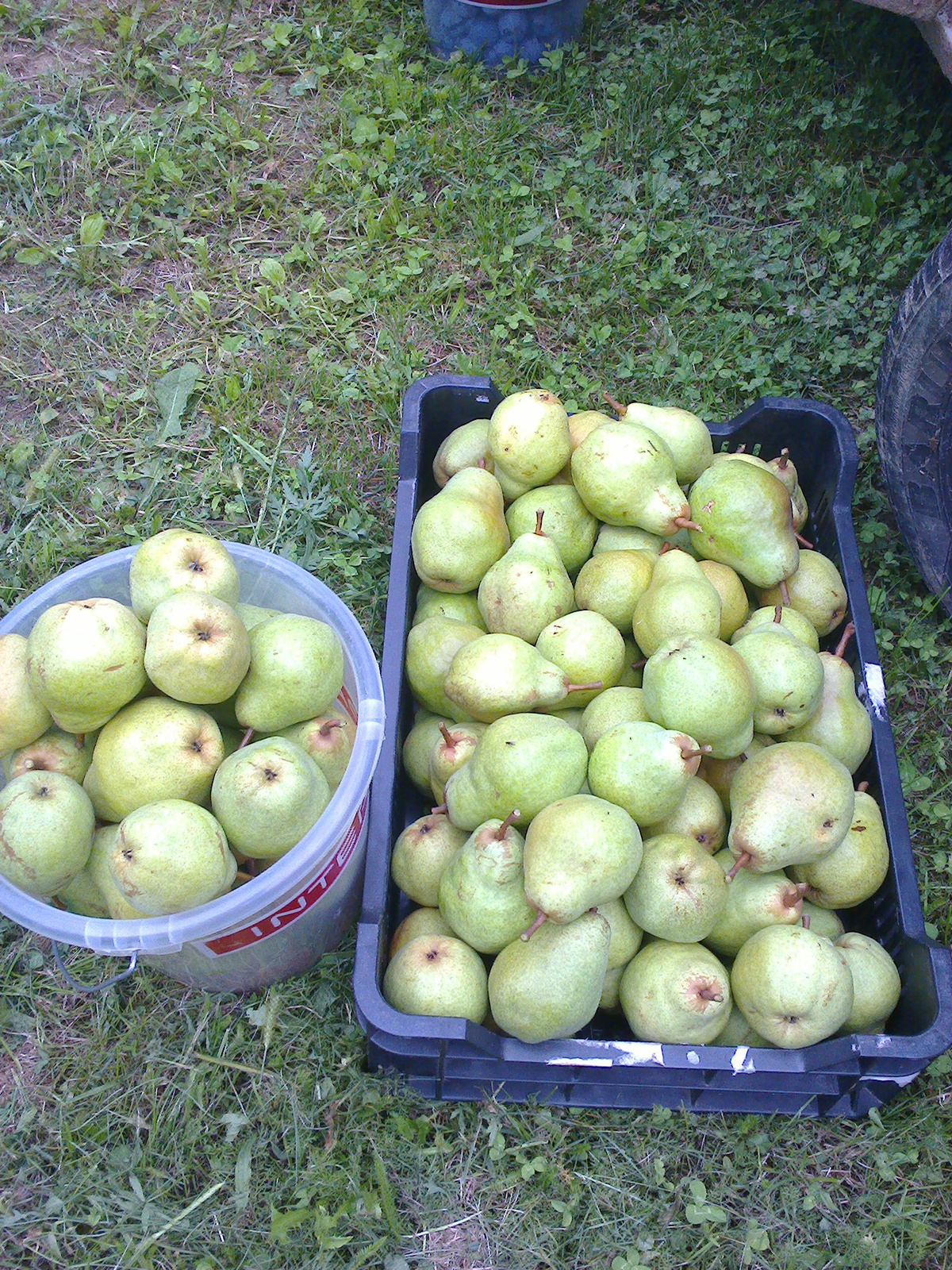 vilmos termés