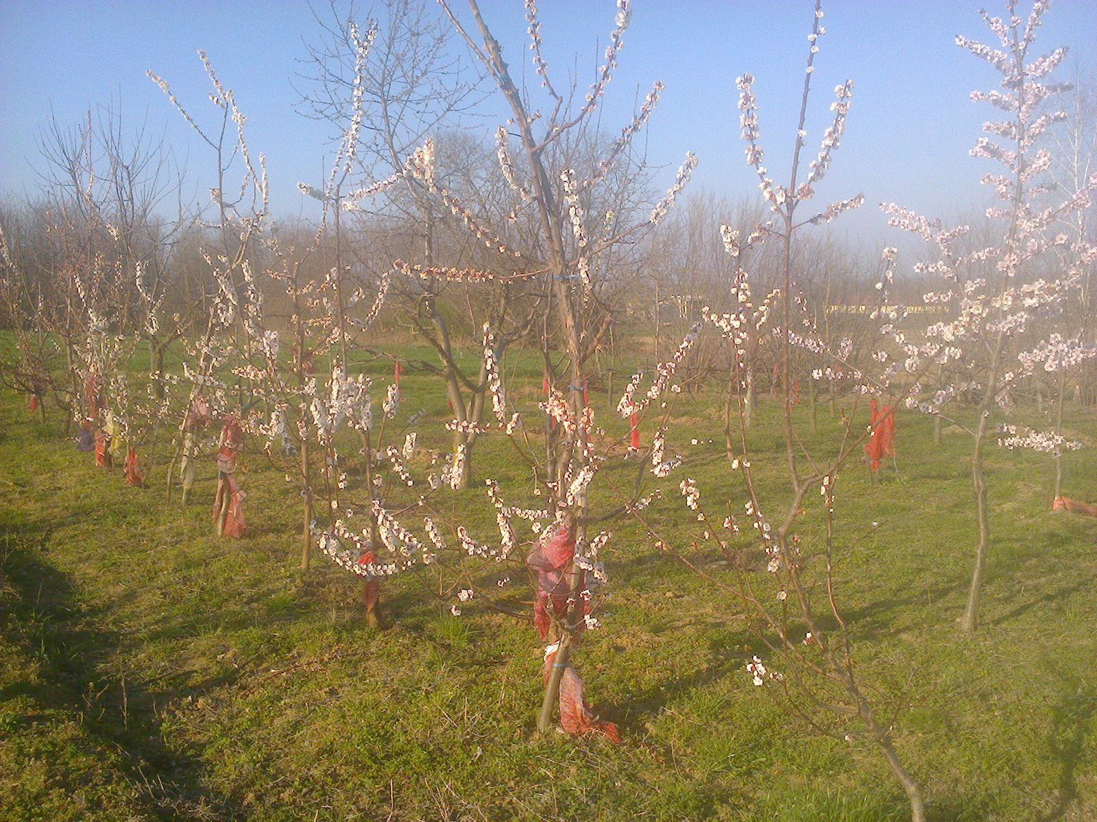 virágoznak a far-ok