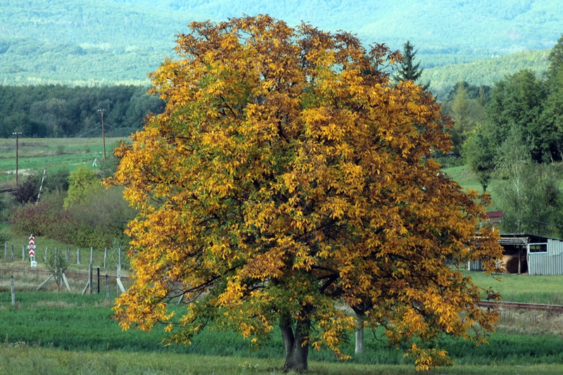 Börzsönyi Indafotóséta (150)