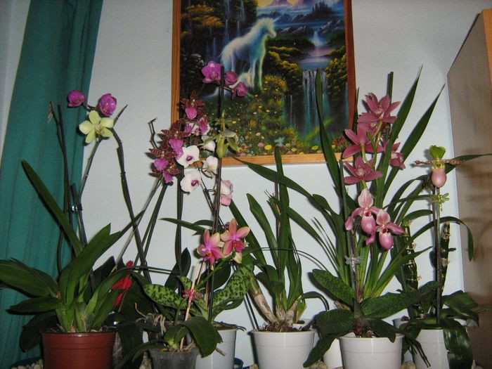 orchideáim...