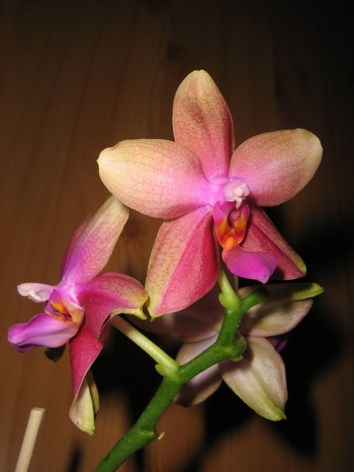 Phalaenopsis, Sweet Memory 'Liodoro'