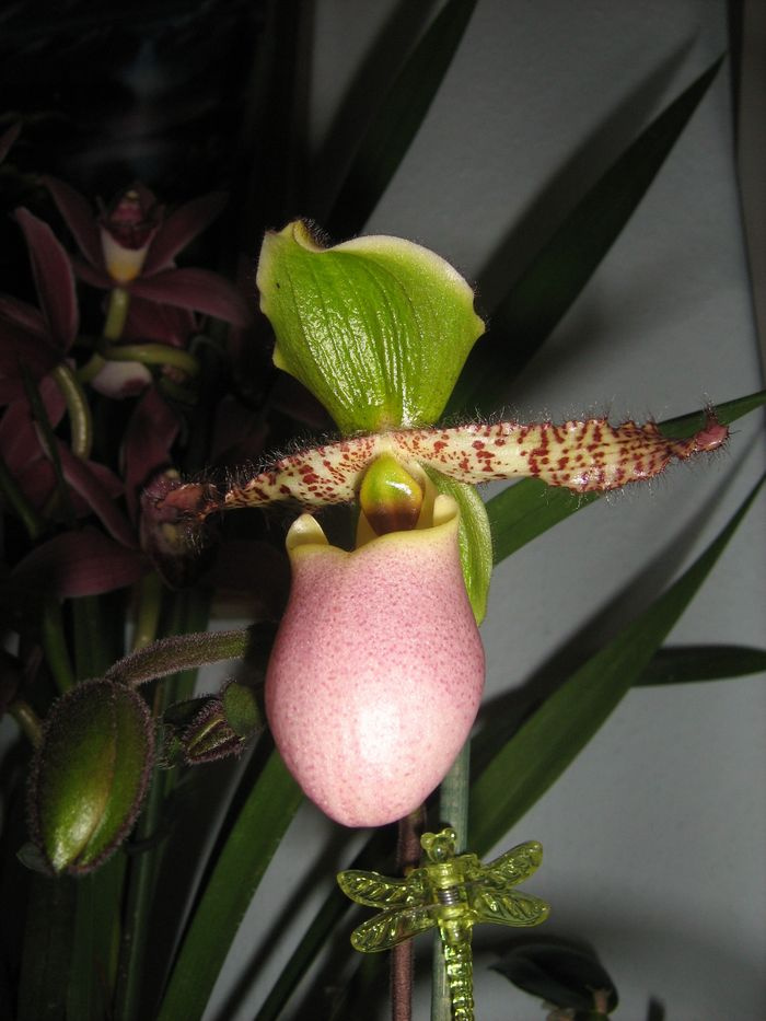 Paphiopedilum 'liemianum'