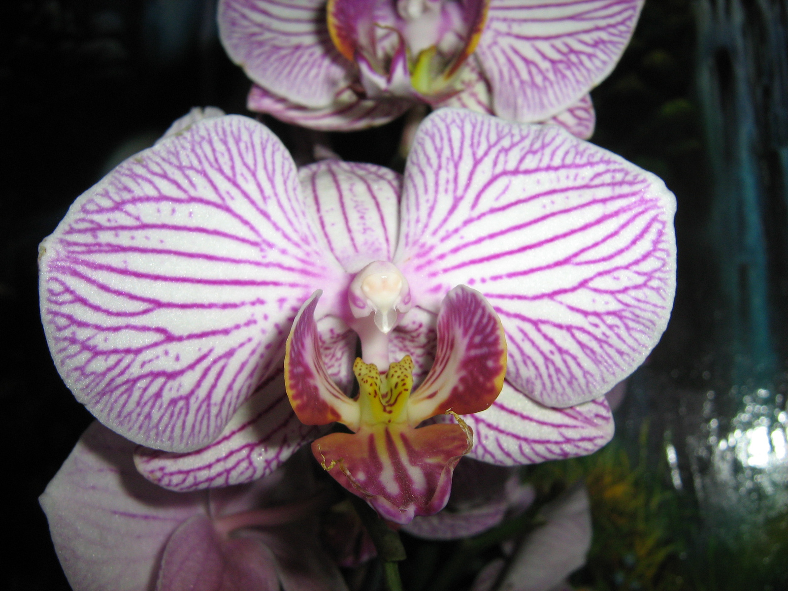 Phalaenopsis 'Malibu Bistro'