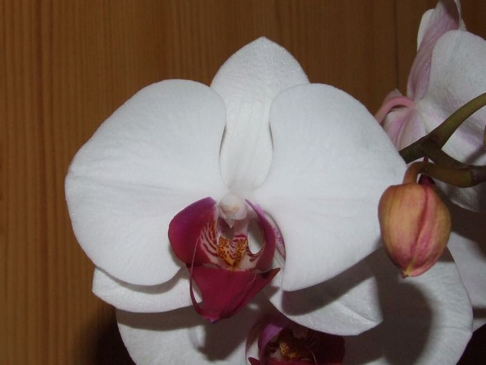 Doritaenopsis City Girl ‘Madonna’