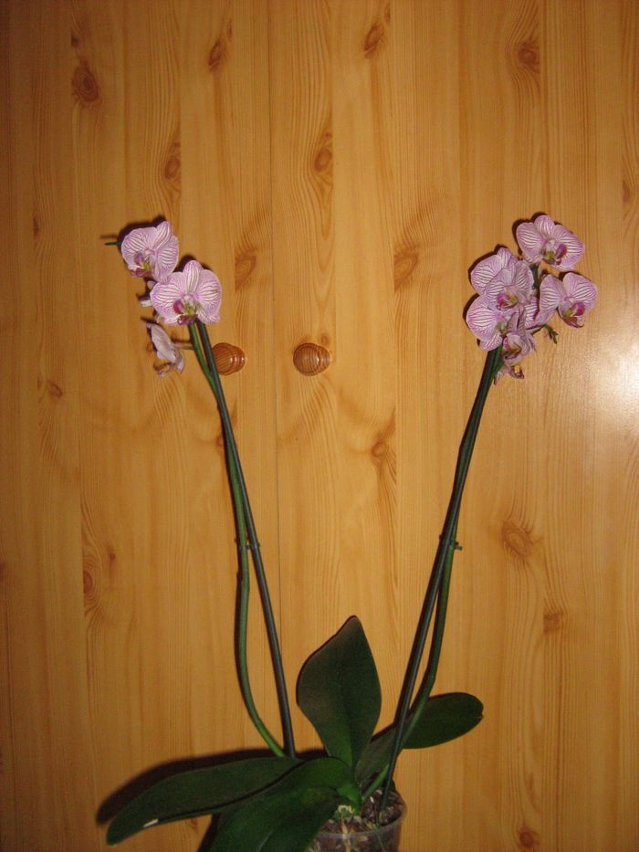 Phalaenopsis 'Malibu Bistro'