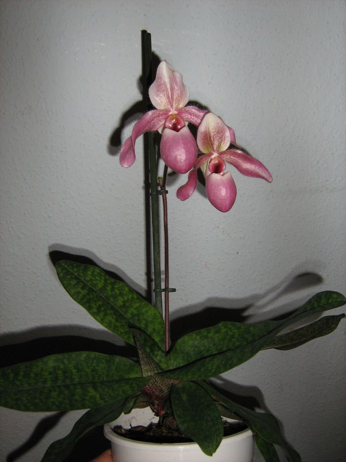 Paphiopedilum 'Gina Short'