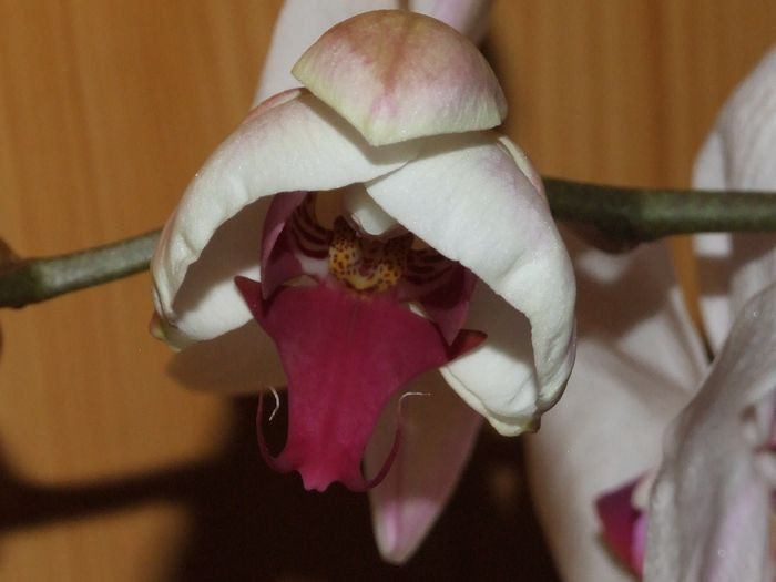 Doritaenopsis City Girl ‘Madonna’